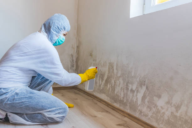 Mold Remediation specialist working in Lafayette Hill